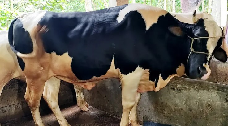 ভোলায় কোরবানির হাট কাঁপাবে ‘কালাচান’ ও ‘সাদাচান’