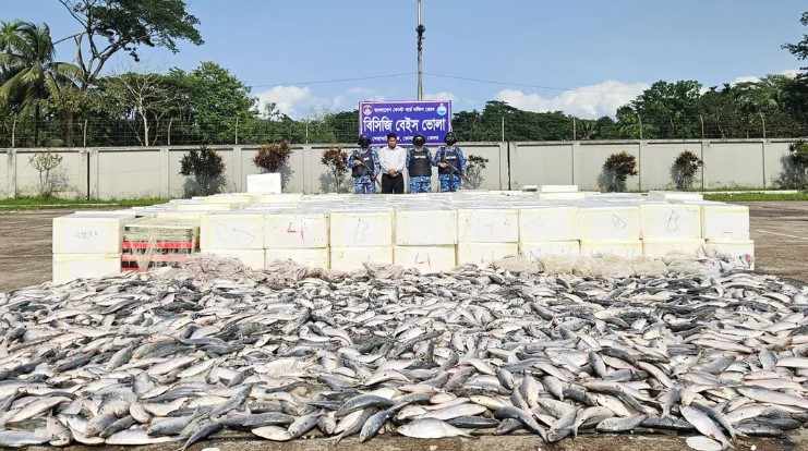 ভোলায় ১ কোটি টাকার অবৈধ সামুদ্রিক ইলিশ জব্দ