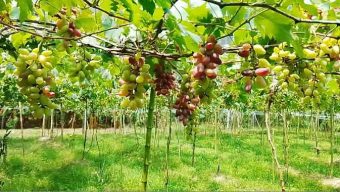 উজিরপুরের হারতায় আঙুর চাষে সম্ভাবনার নতুন দিগন্ত, সফল শাজাহান