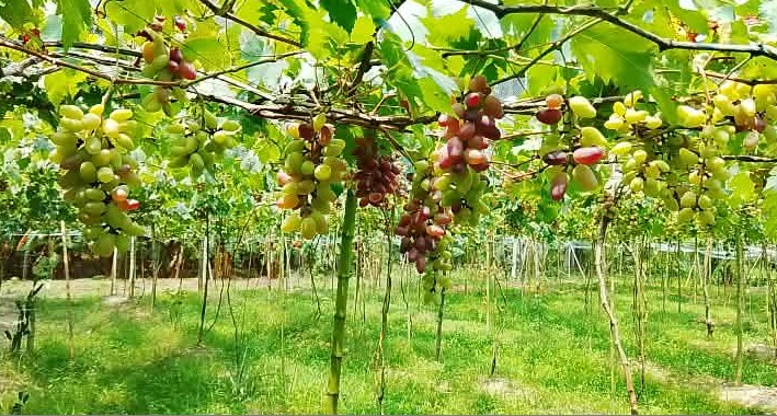 উজিরপুরের হারতায় আঙুর চাষে সম্ভাবনার নতুন দিগন্ত, সফল শাজাহান