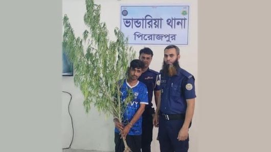 ভাণ্ডারিয়ায় গাঁজা গাছসহ যুবক গ্রেফতার