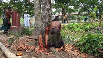 নেছারাবাদে বিদ্যালয়ের মাঠে বেড়া দিয়ে কাটা হচ্ছে ৫ লাখ টাকার গাছ