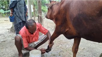 বরগুনায় ছড়িয়ে পড়েছে ক্ষুরা রোগ, ভ্যাকসিন নেই প্রাণিসম্পদ কার্যালয়ে