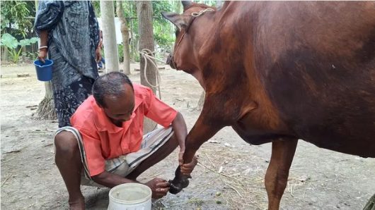 বরগুনায় ছড়িয়ে পড়েছে ক্ষুরা রোগ, ভ্যাকসিন নেই প্রাণিসম্পদ কার্যালয়ে