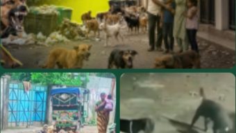 বেওয়ারিশ কুকুরের দৌরাত্ম্যে জনজীবন বিপর্যস্ত, নিরাপত্তাহীন মানুষ ও গৃহপালিত পশুপাখি