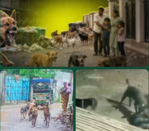 বেওয়ারিশ কুকুরের দৌরাত্ম্যে জনজীবন বিপর্যস্ত, নিরাপত্তাহীন মানুষ ও গৃহপালিত পশুপাখি